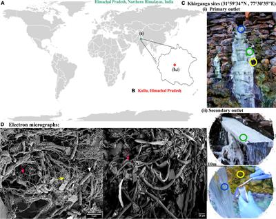 Microbial Ecology of Sulfur Biogeochemical Cycling at a Mesothermal Hot Spring Atop Northern Himalayas, India